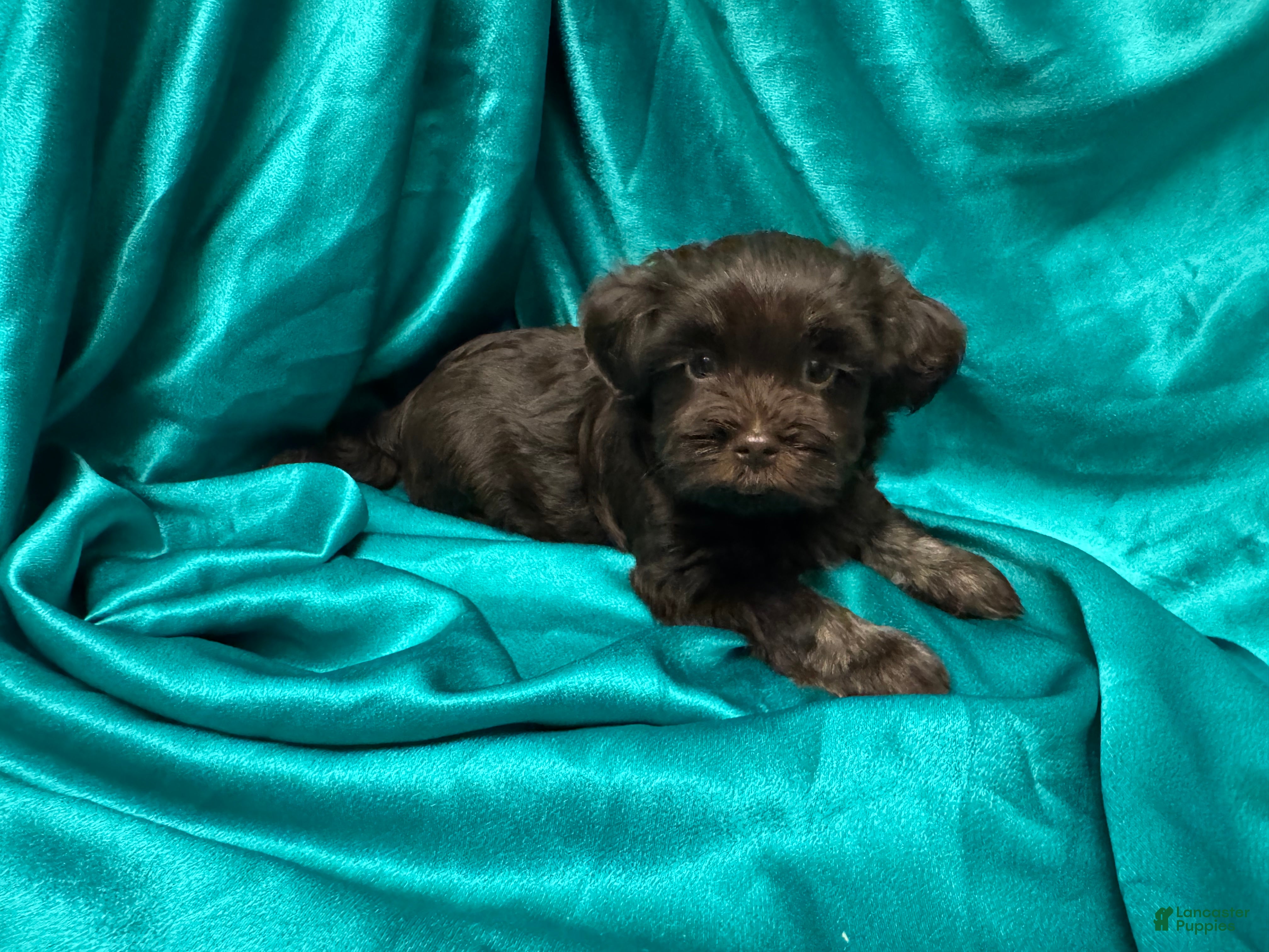 Havanese dogs  Harley - Ad 2