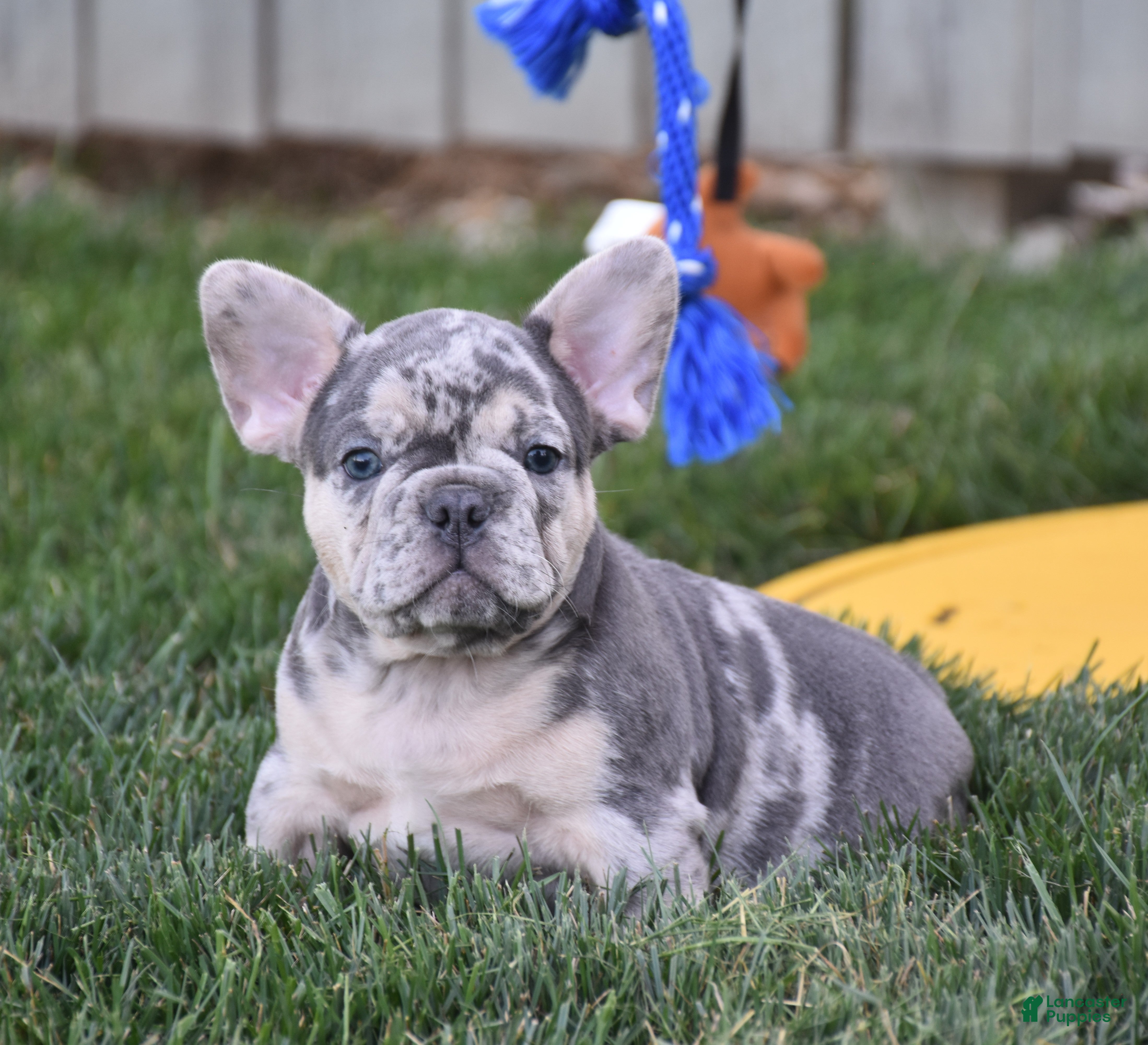 French Bulldog dogs Flash - Ad 1