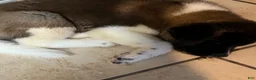 Akita dogs for sale: Happy - Ad 8