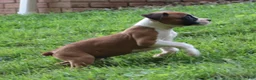 Boxer dogs for sale: Piper - Ad 8