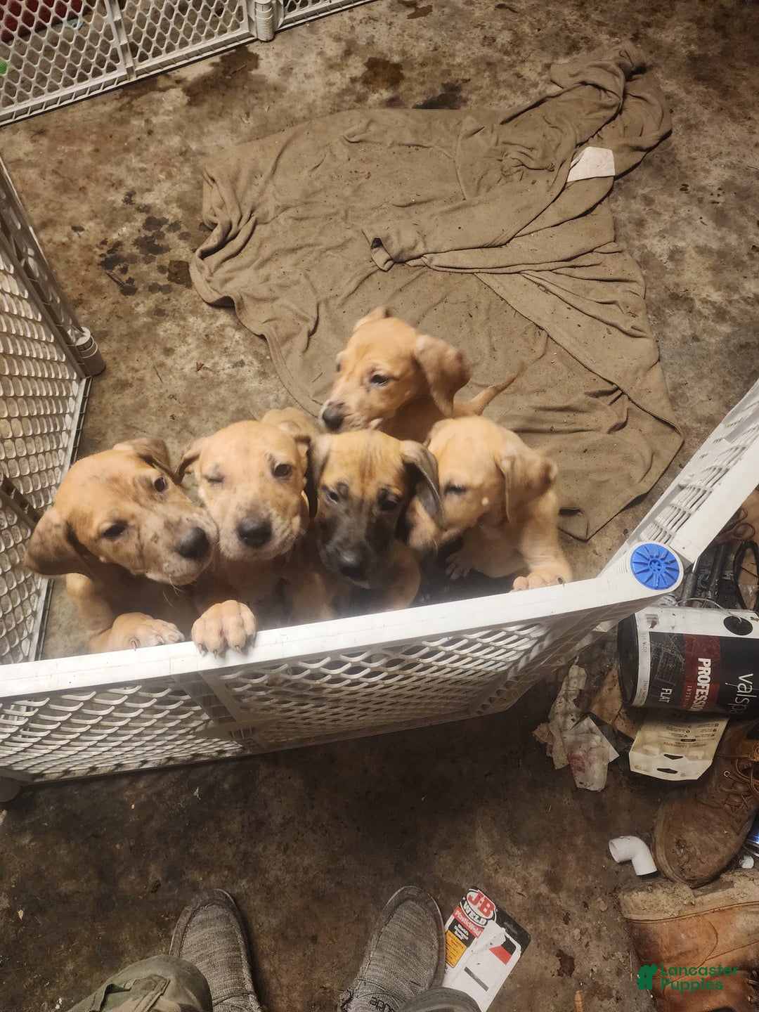 Great Dane Puppy for sale in Stevens Lancaster Puppies