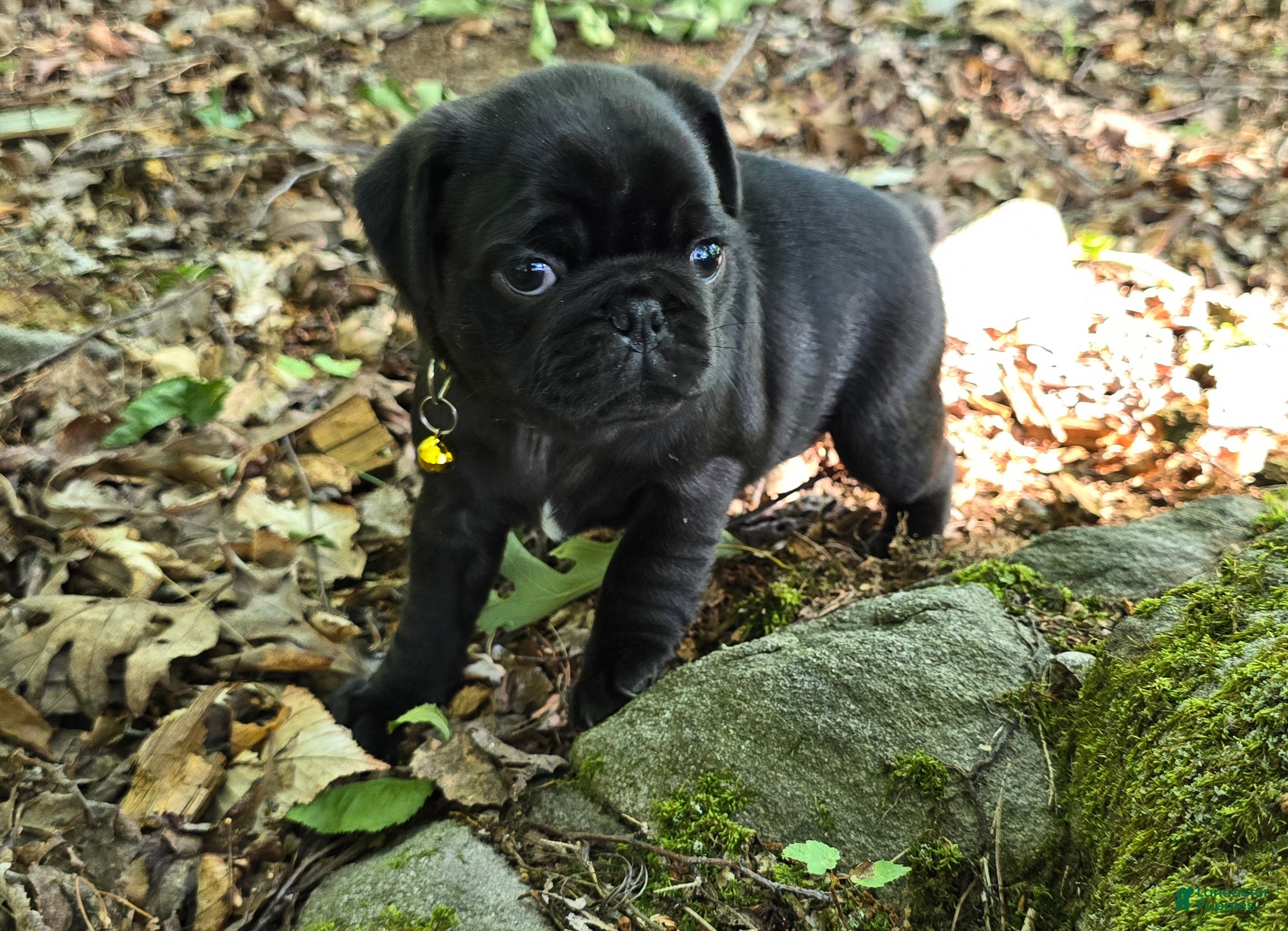 Pug dogs Brittney - Ad 2