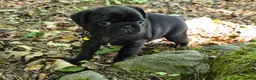 Pug dogs for sale: Brittney - Ad 2
