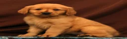 Golden Retriever dogs for sale: Amber - Ad 3