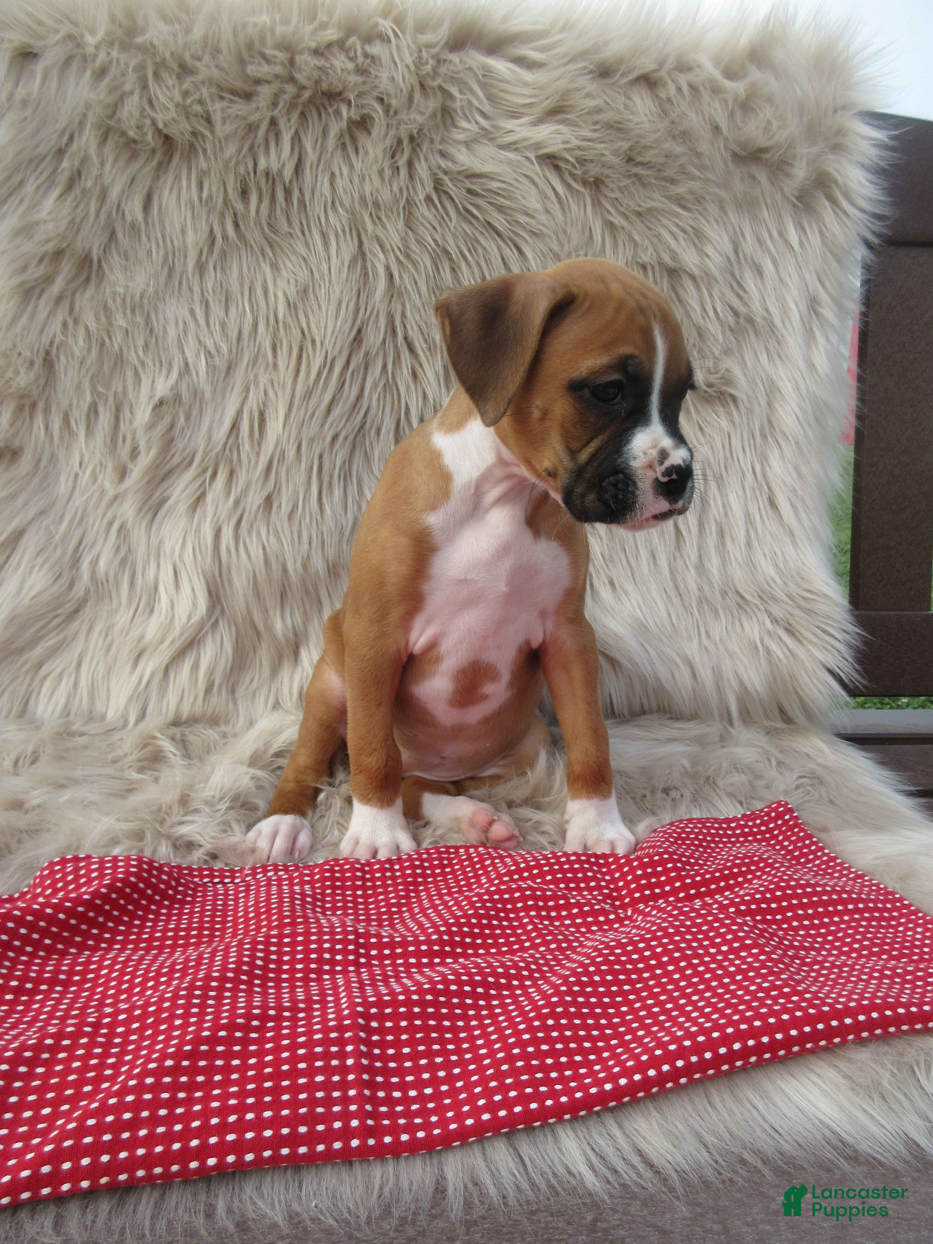 Boxer dogs Autumn - Ad 2
