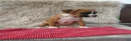 Boxer dogs for sale: Autumn - Ad 2