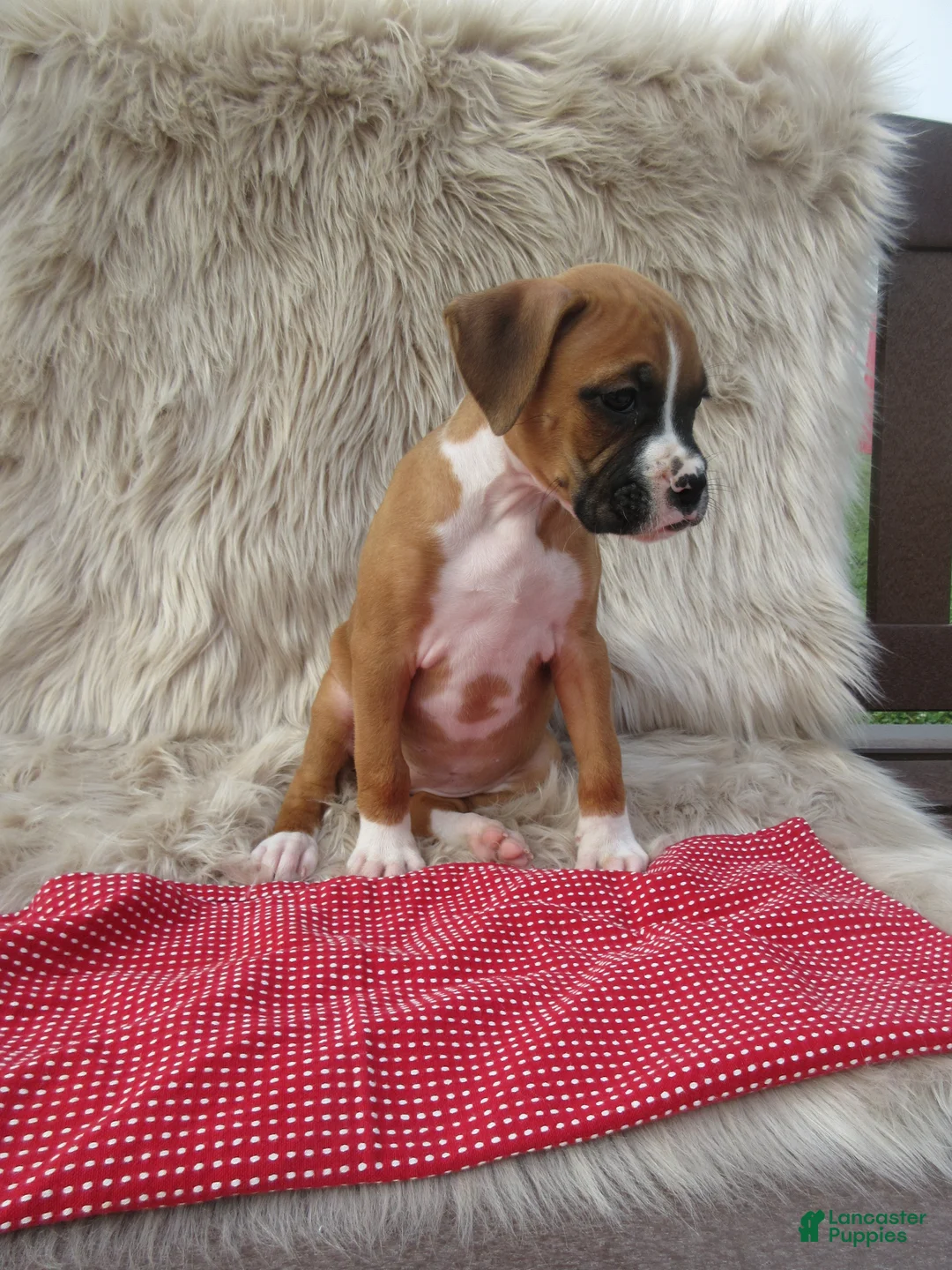 Boxer dogs for sale: Autumn - Ad 2