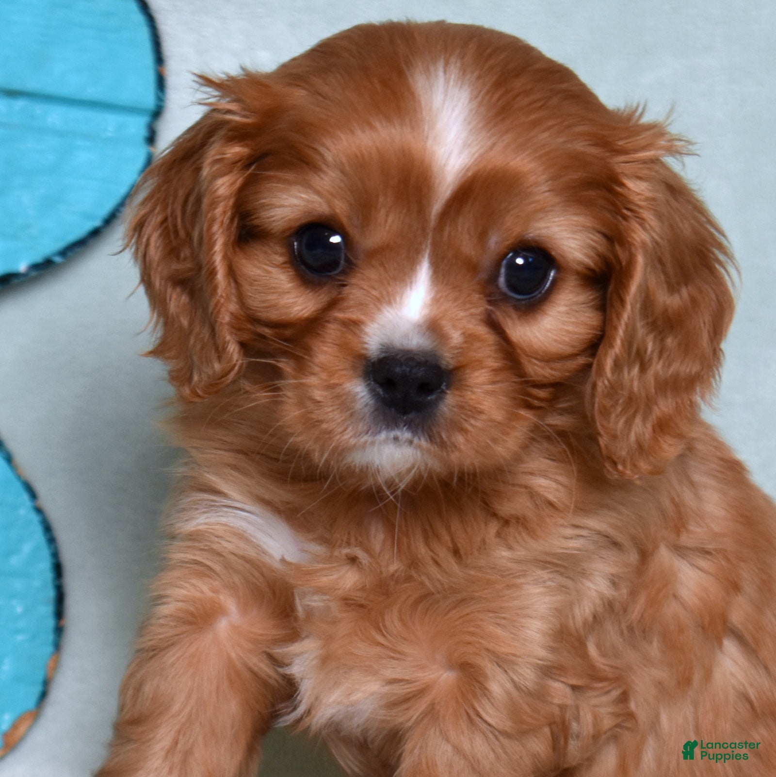 Cavalier King Charles Spaniel dogs Rocky - Ad 1
