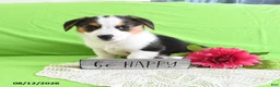 Welsh Corgi Pembroke dogs for sale: Bethany - Ad 9