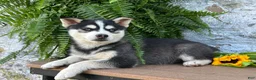 Pomsky dogs for sale: Carter - Ad 5