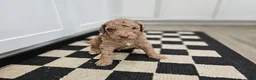 Standard Poodle dogs for sale: Obi Wan - Ad 8
