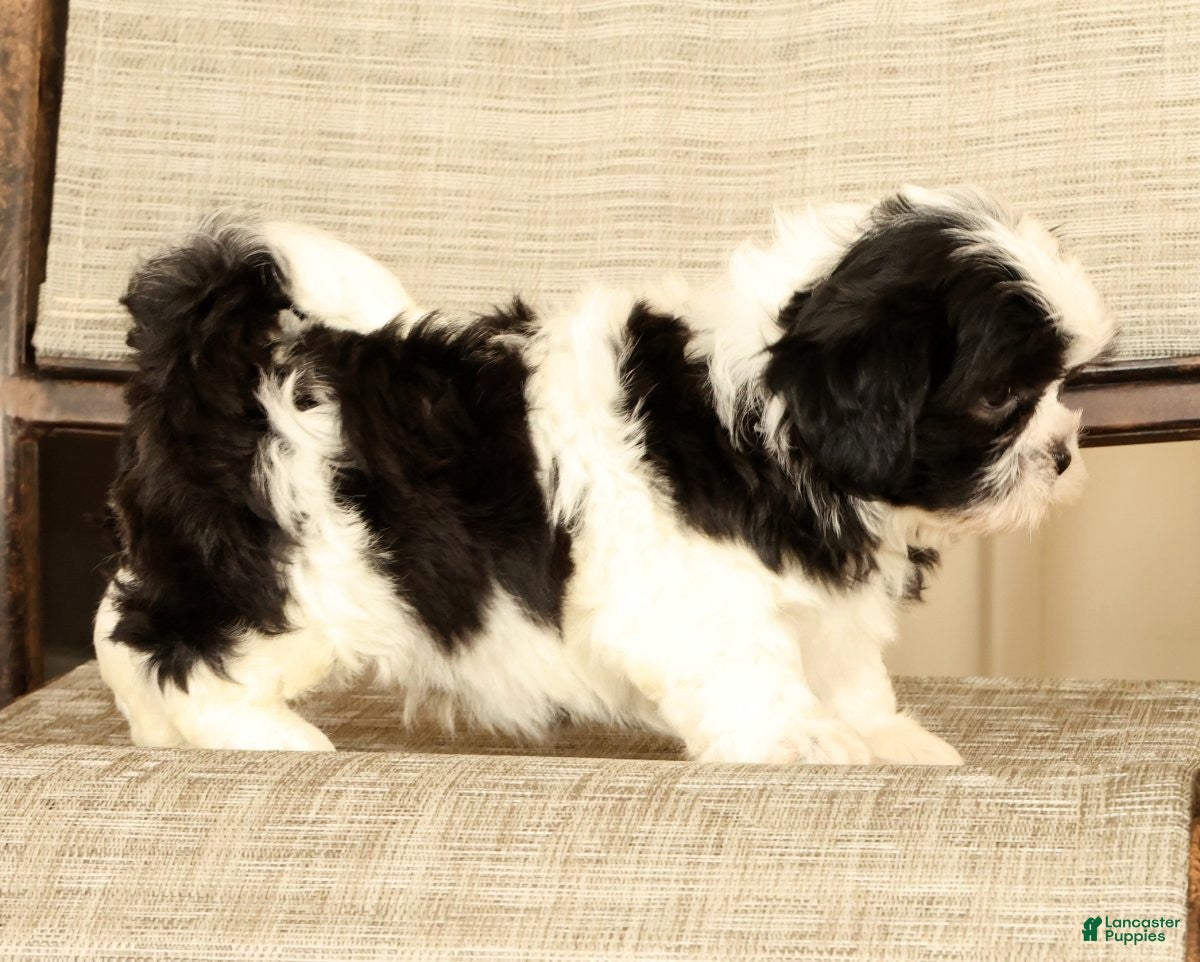 Malshi dogs for sale: Max - Ad 7