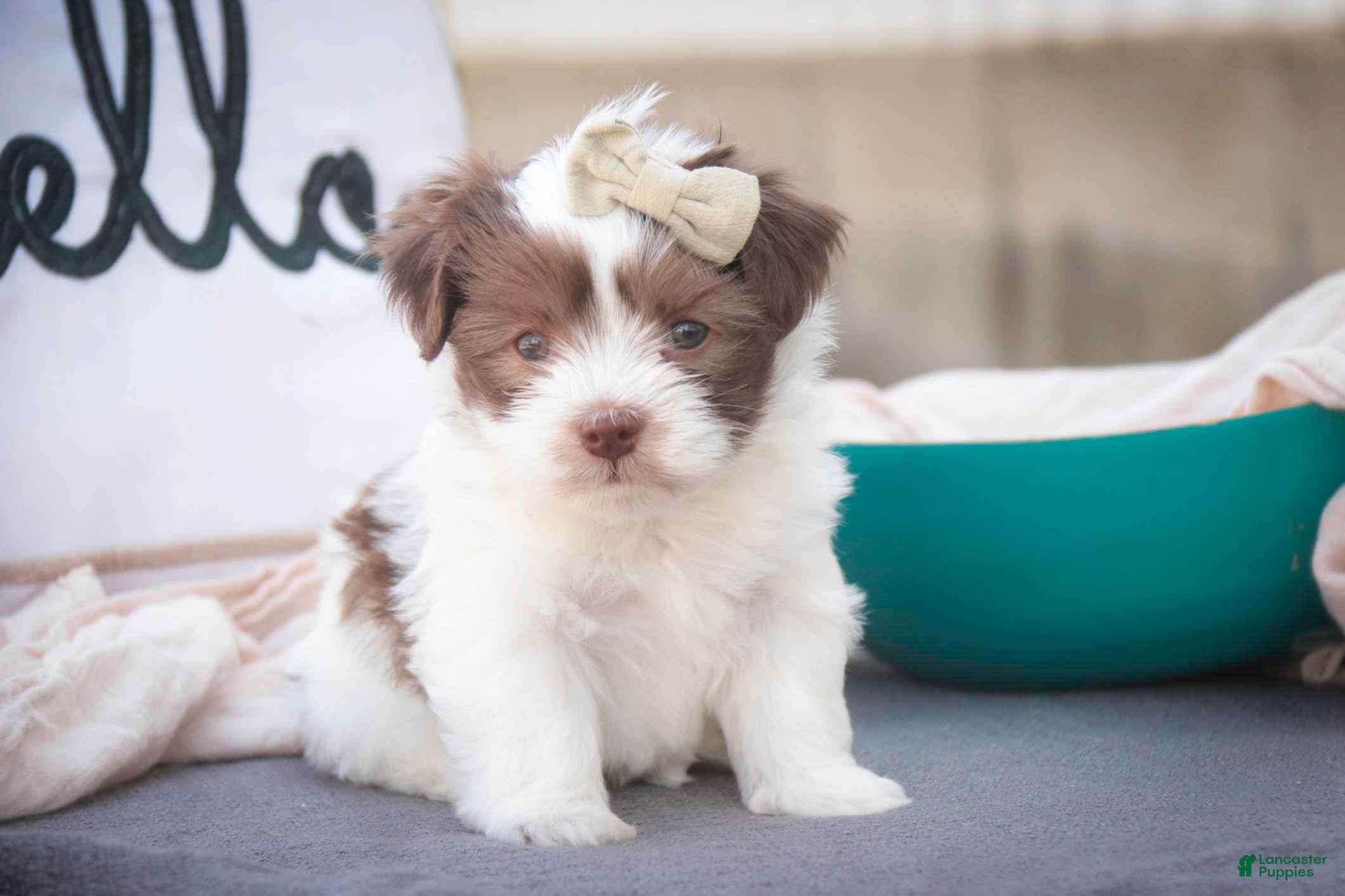 Havanese dogs Eloise Havanese  - Ad 2