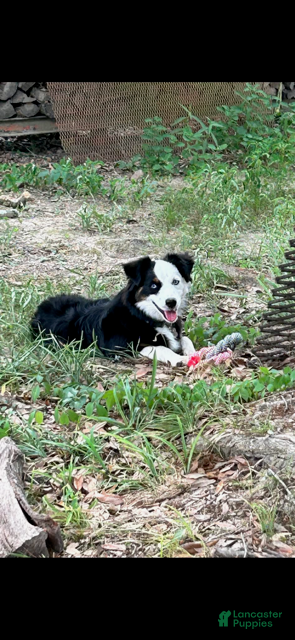 Miniature Australian Shepherd dogs Mango - Ad 2