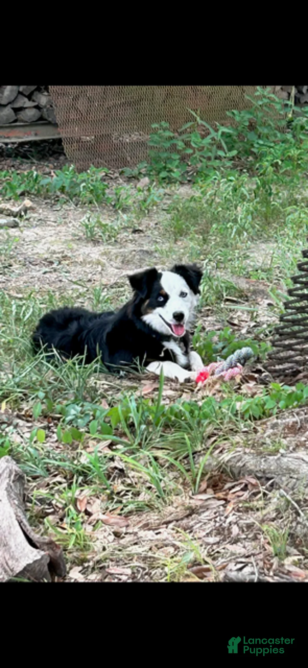 Miniature Australian Shepherd dogs for sale: Castle - Ad 2
