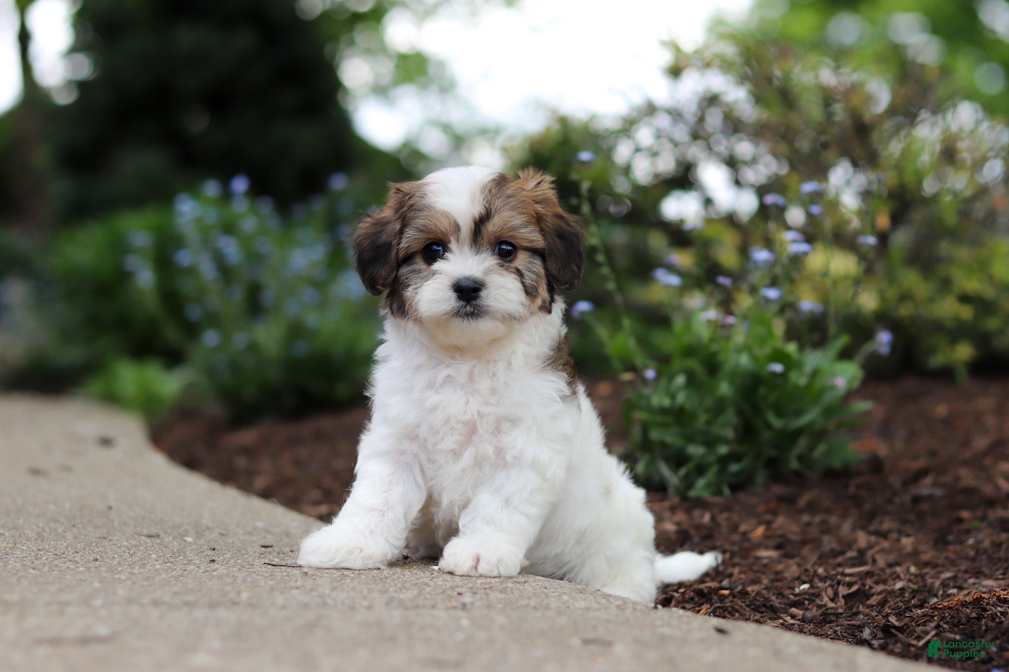 Cavachon dogs Teddy - Ad 2