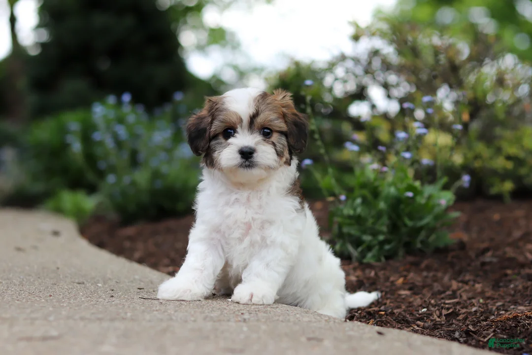 Cavachon dogs for sale: Teddy - Ad 2