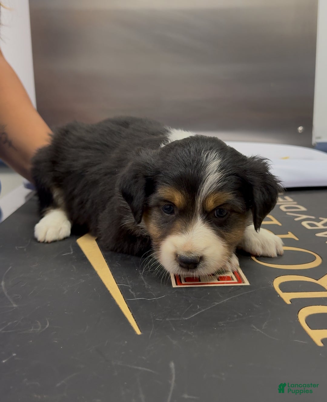 Australian Shepherd dogs for sale: Australian Shepherd Puppy 7 - Ad 6