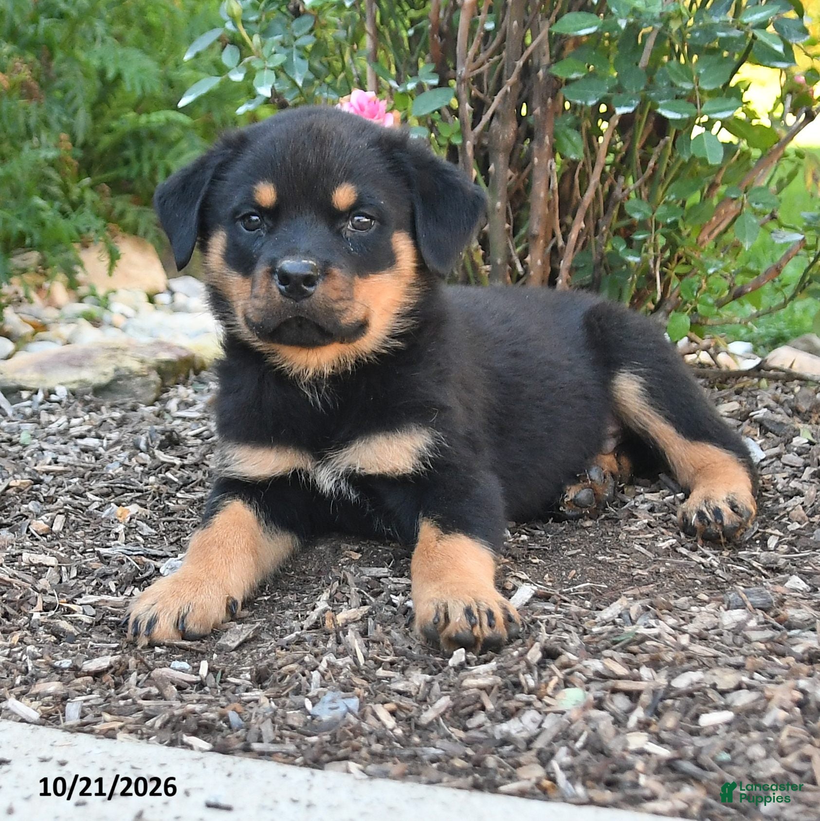 Rottweiler dogs Titan - Ad 2