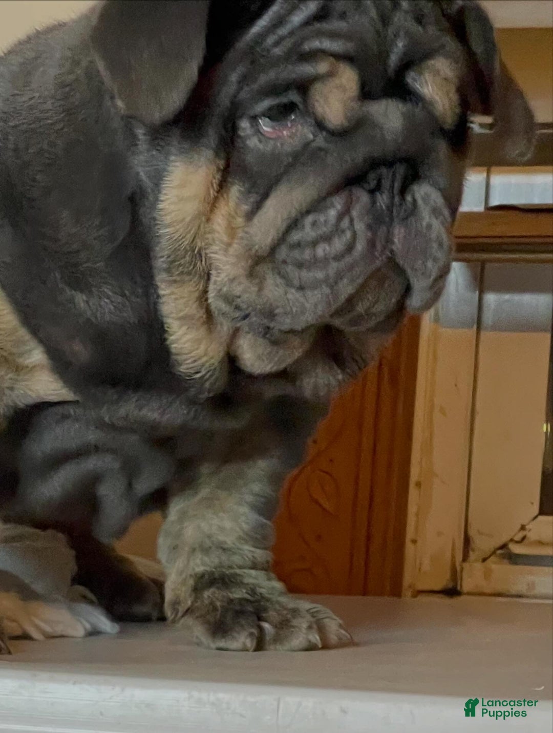 English Bulldog dogs for sale: Smoothie - Ad 8