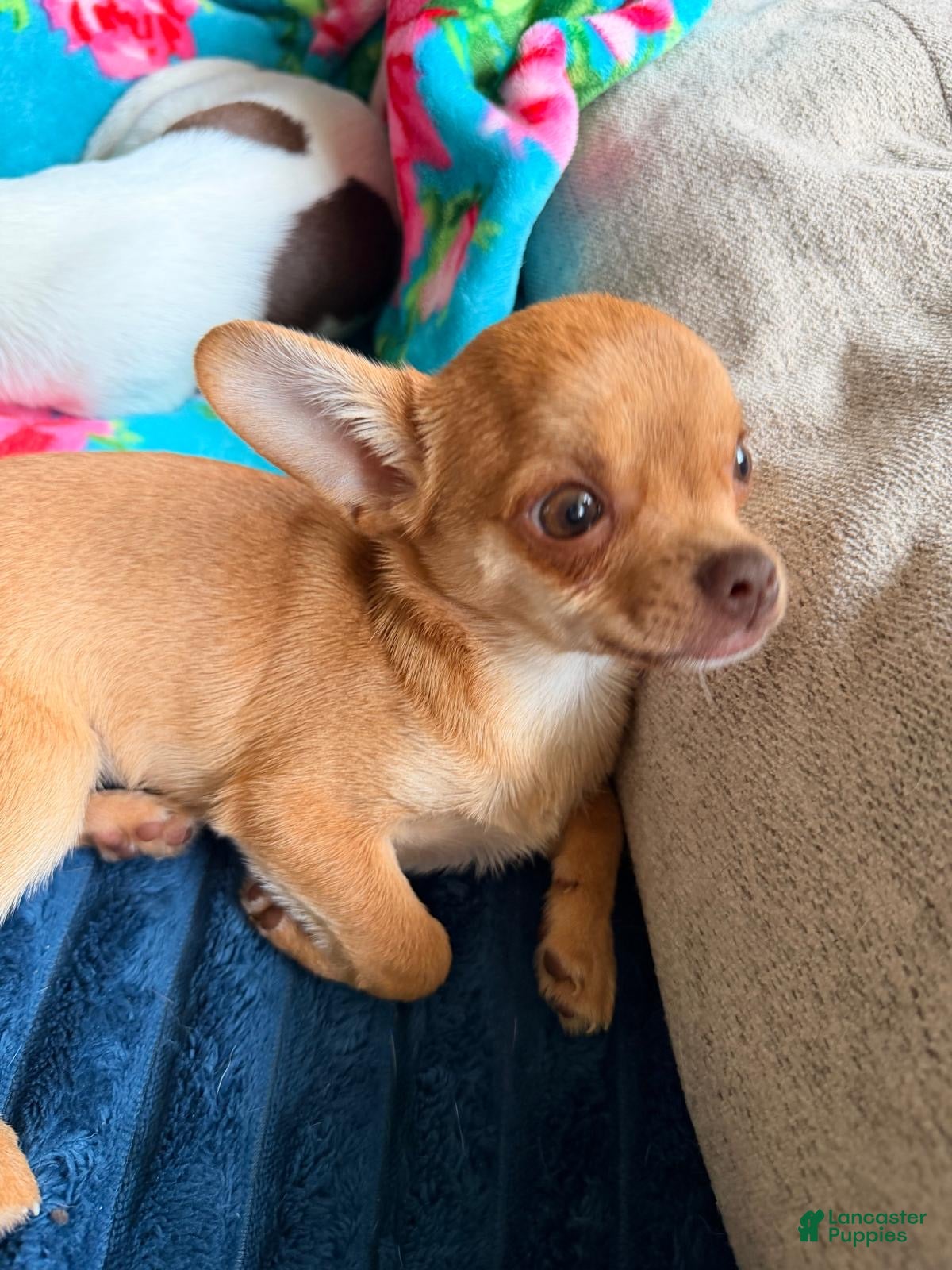 Chihuahua dogs Chihuahua 1 - Ad 2