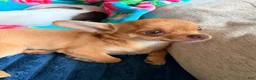 Chihuahua dogs for sale: Chihuahua 1 - Ad 2