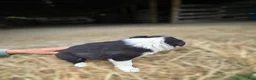 Border Collie dogs for sale: Border Collie Puppy 4 Ronnie - Ad 2