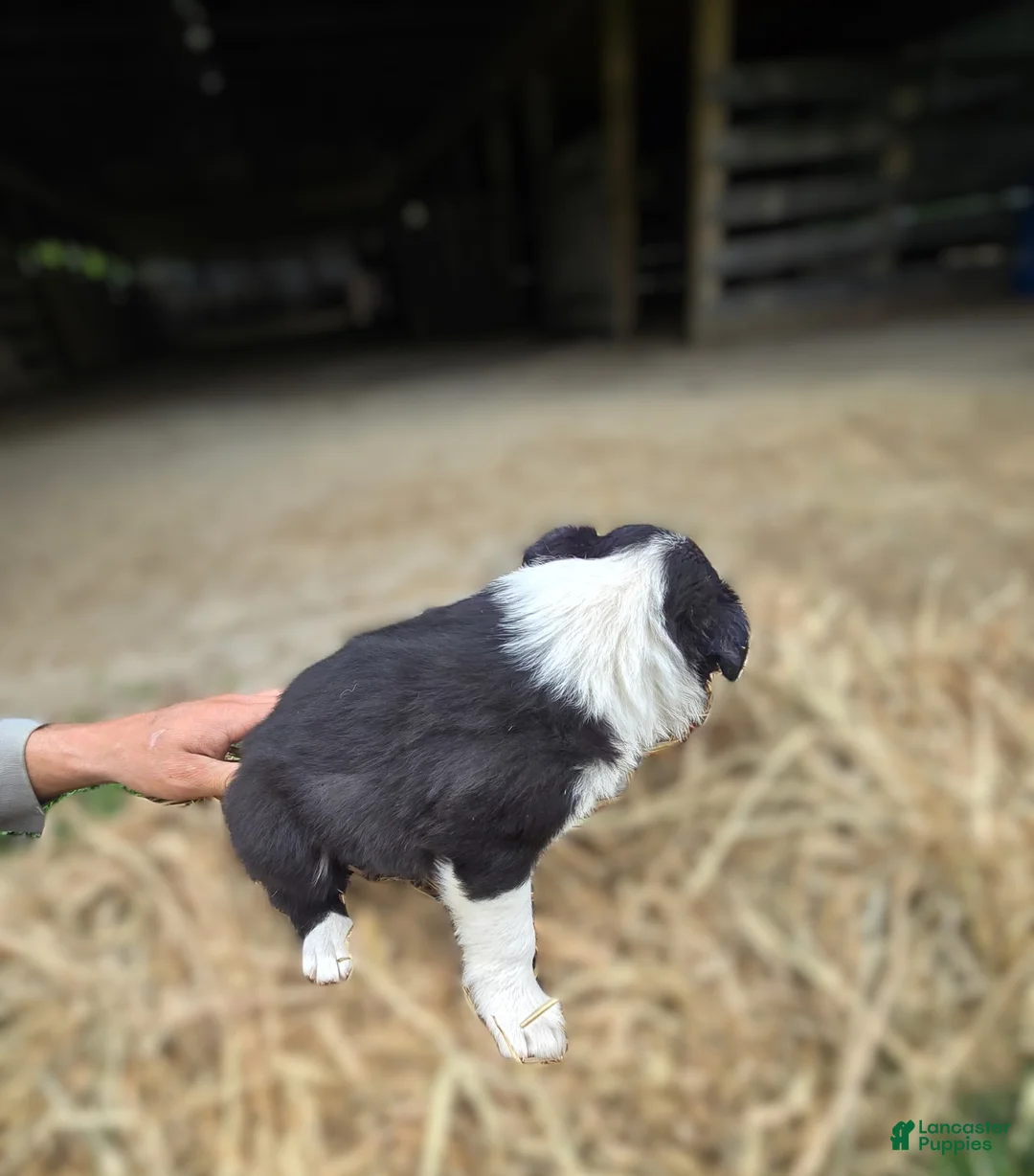 Border Collie dogs for sale: Border Collie Puppy 4 Ronnie - Ad 2