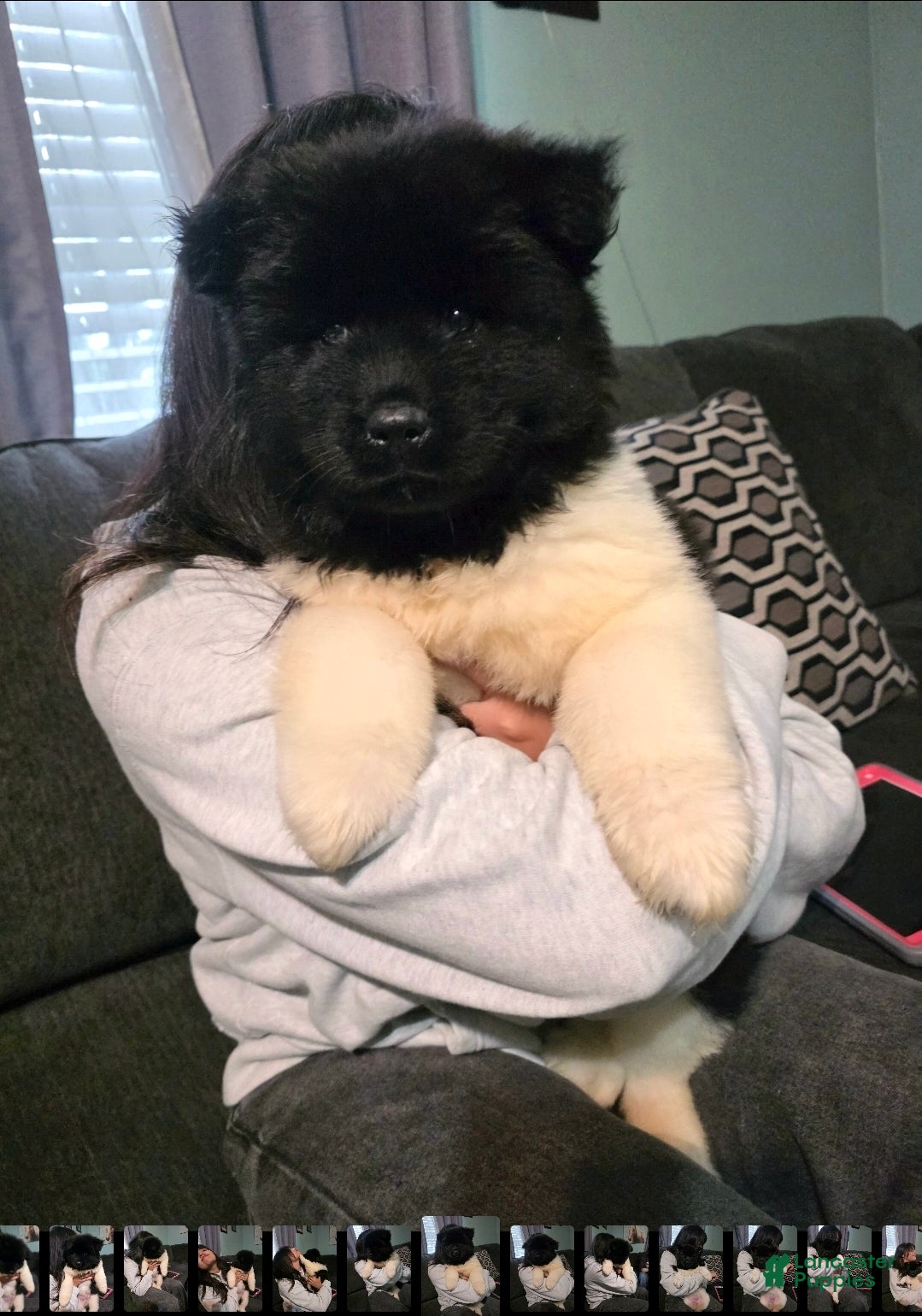 Akita dogs for sale: Chanel - Ad 3