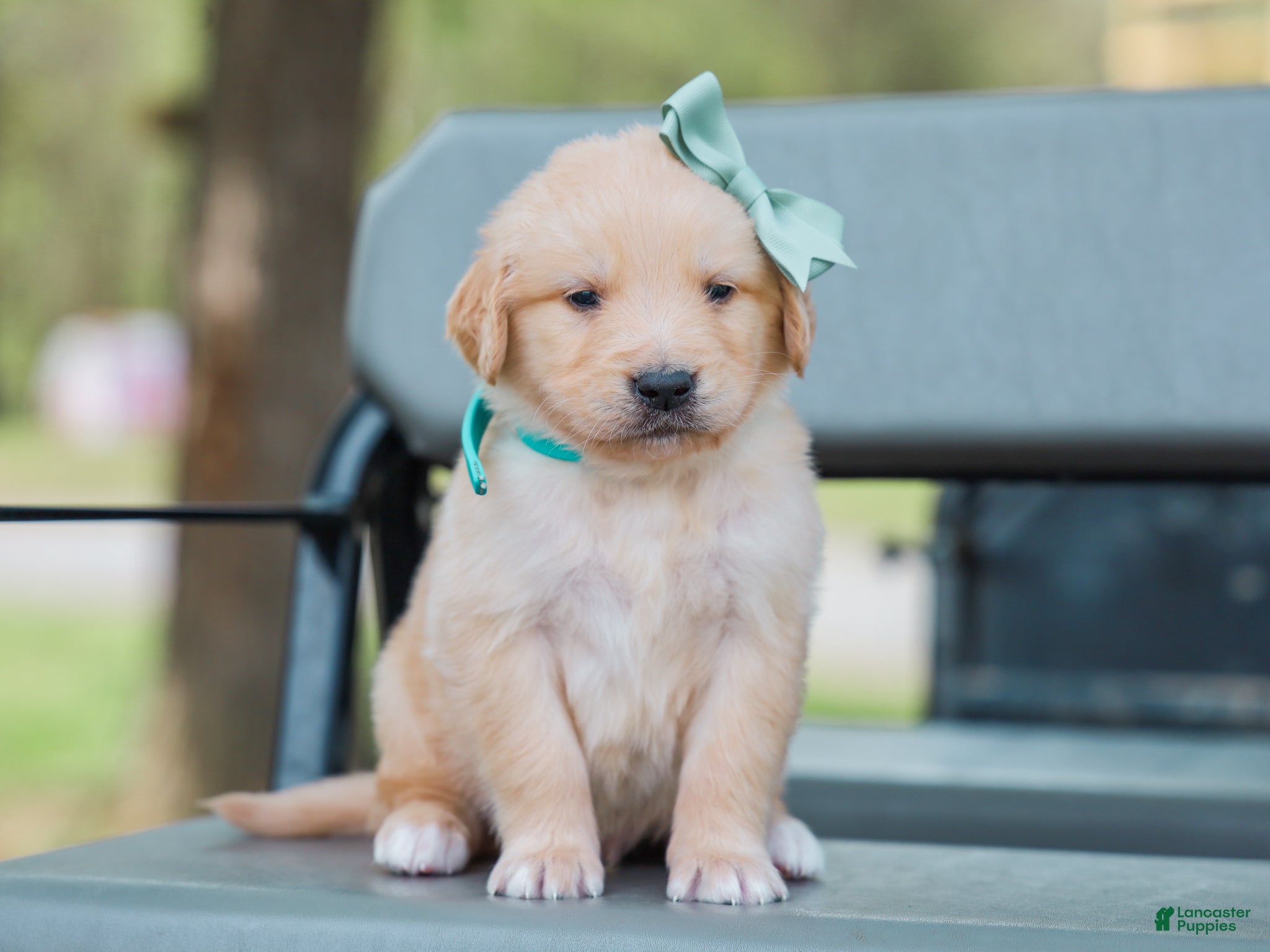 Golden Retriever dogs Ansel ACA Golden Retriever Pup - Ad 1