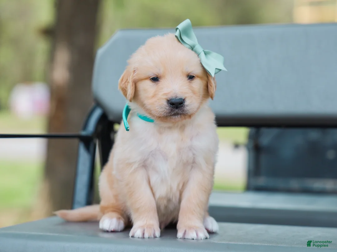 Golden Retriever dogs for sale: Ansel ACA Golden Retriever Pup - Ad 1
