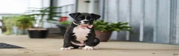 Boxer dogs for sale: Fido - Ad 2