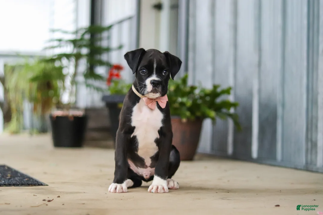 Boxer dogs for sale: Fido - Ad 2