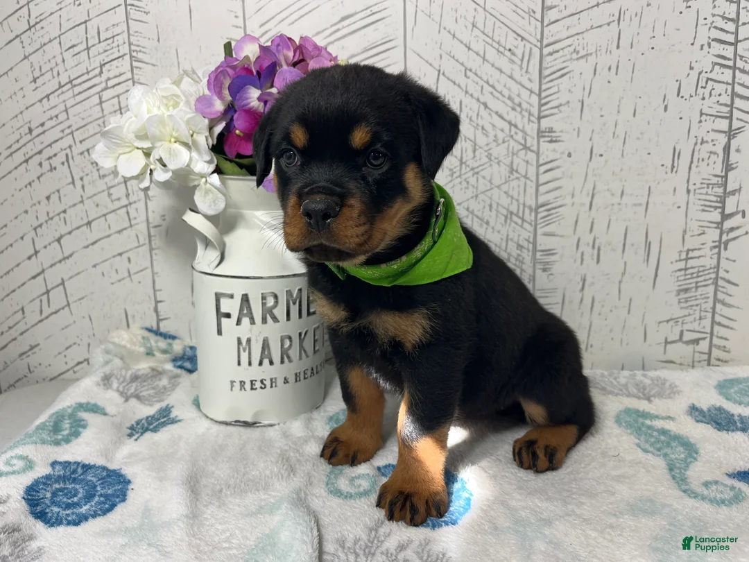 Rottweiler dogs for sale:  Alyssa - Ad 2