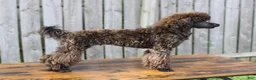 Toy Poodle dogs for sale: Barracuda (Cuda)  - Ad 6