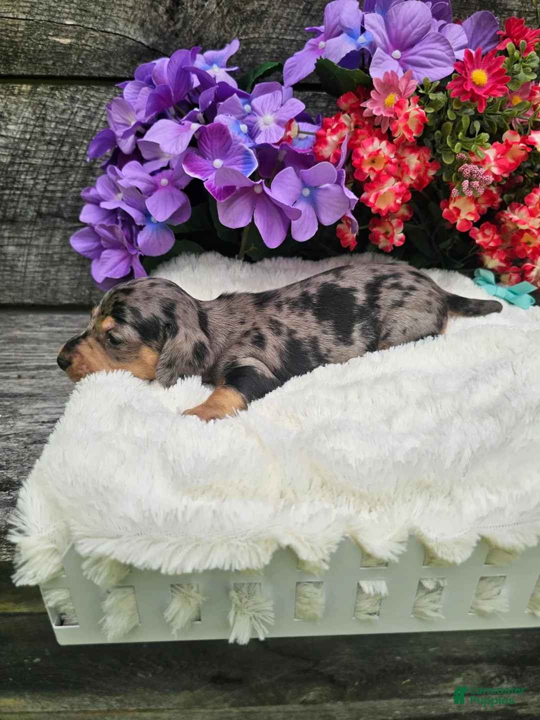 Dachshund dogs for sale: Ruben - Ad 5