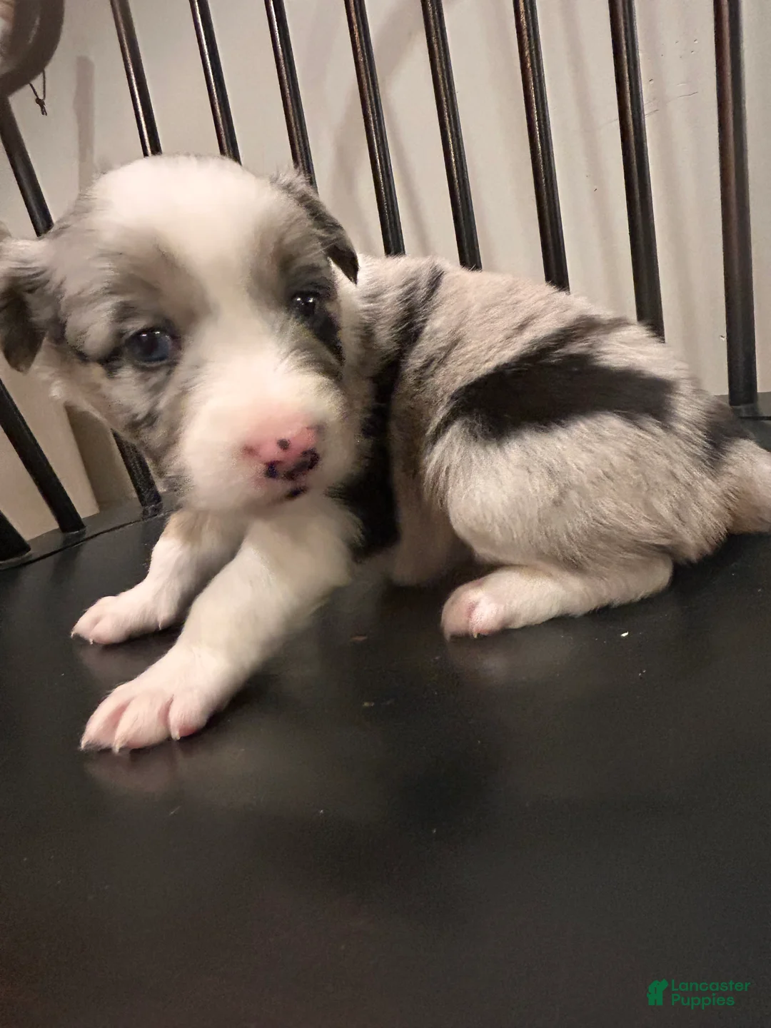 Australian Shepherd dogs for sale: Bluey  - Ad 10