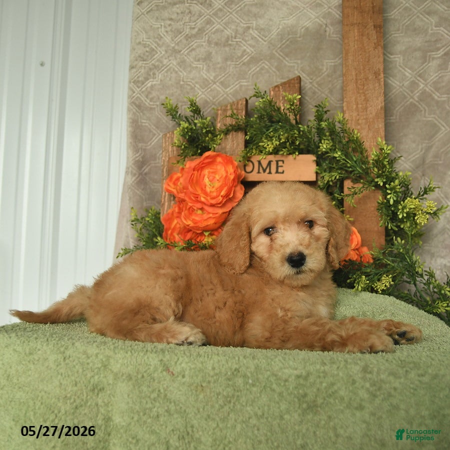 Mini Goldendoodle dogs Honey    - Ad 2