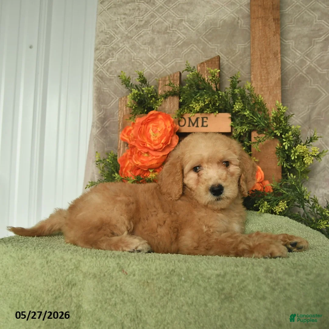Mini Goldendoodle dogs for sale: Honey    - Ad 2