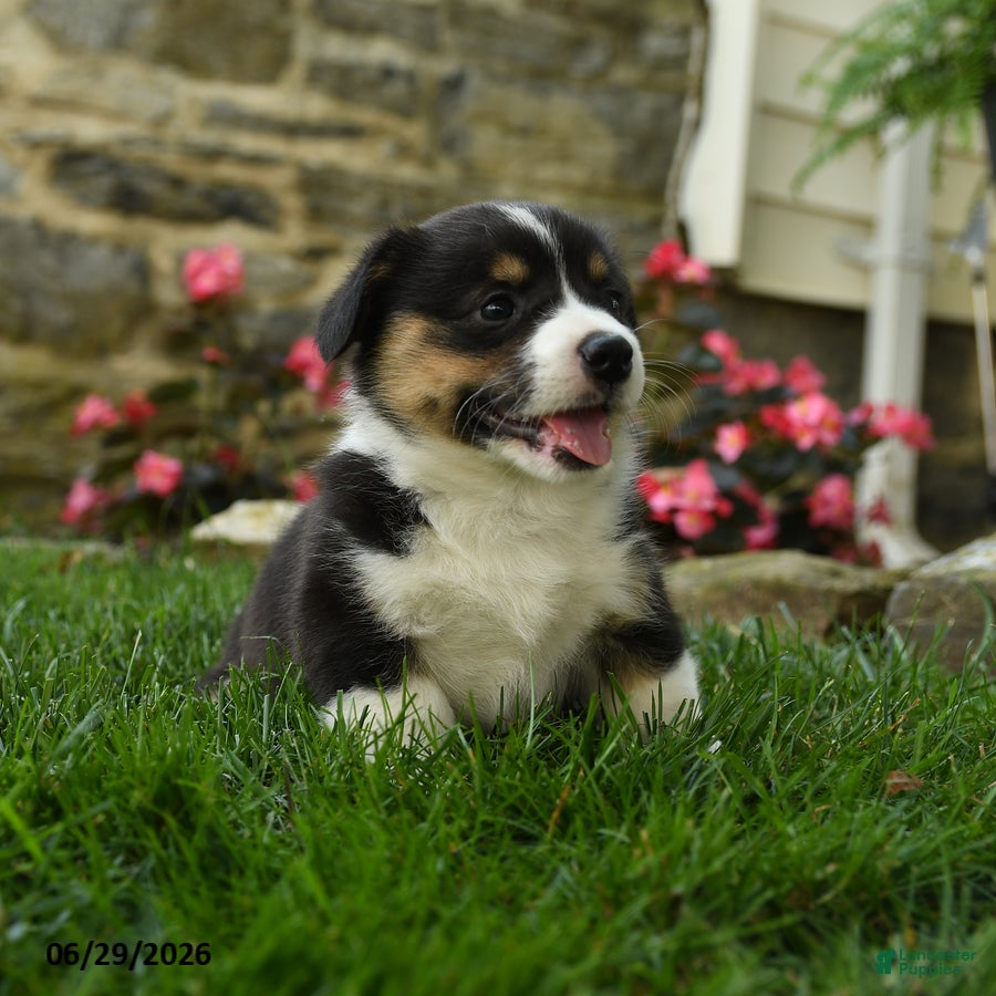 Welsh Corgi Pembroke dogs Maple   - Ad 2
