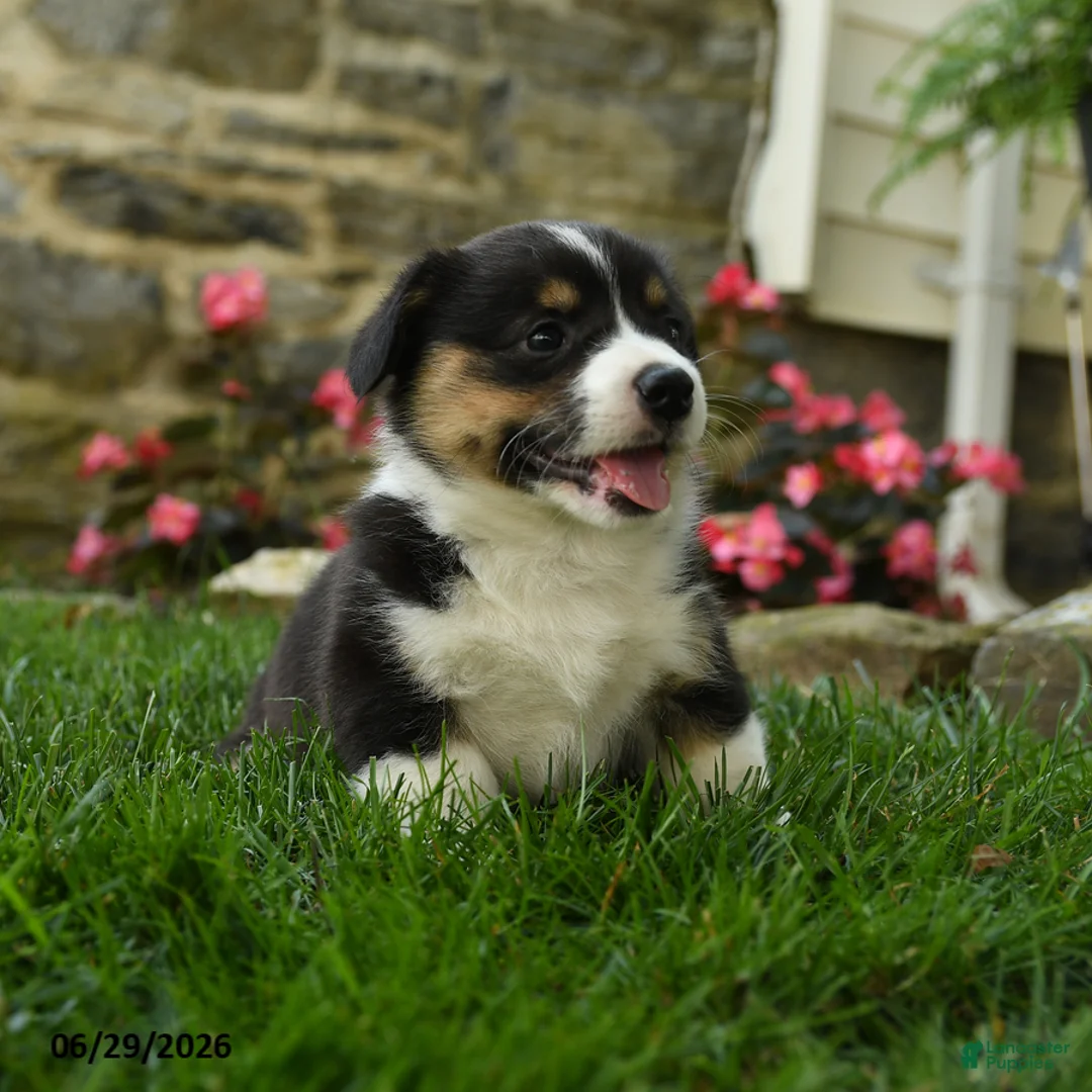 Welsh Corgi Pembroke dogs for sale: Maple   - Ad 2
