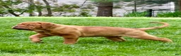 Dogue De Bordeaux dogs for sale: Dogue De Bordeaux Puppy 5 - Ad 1