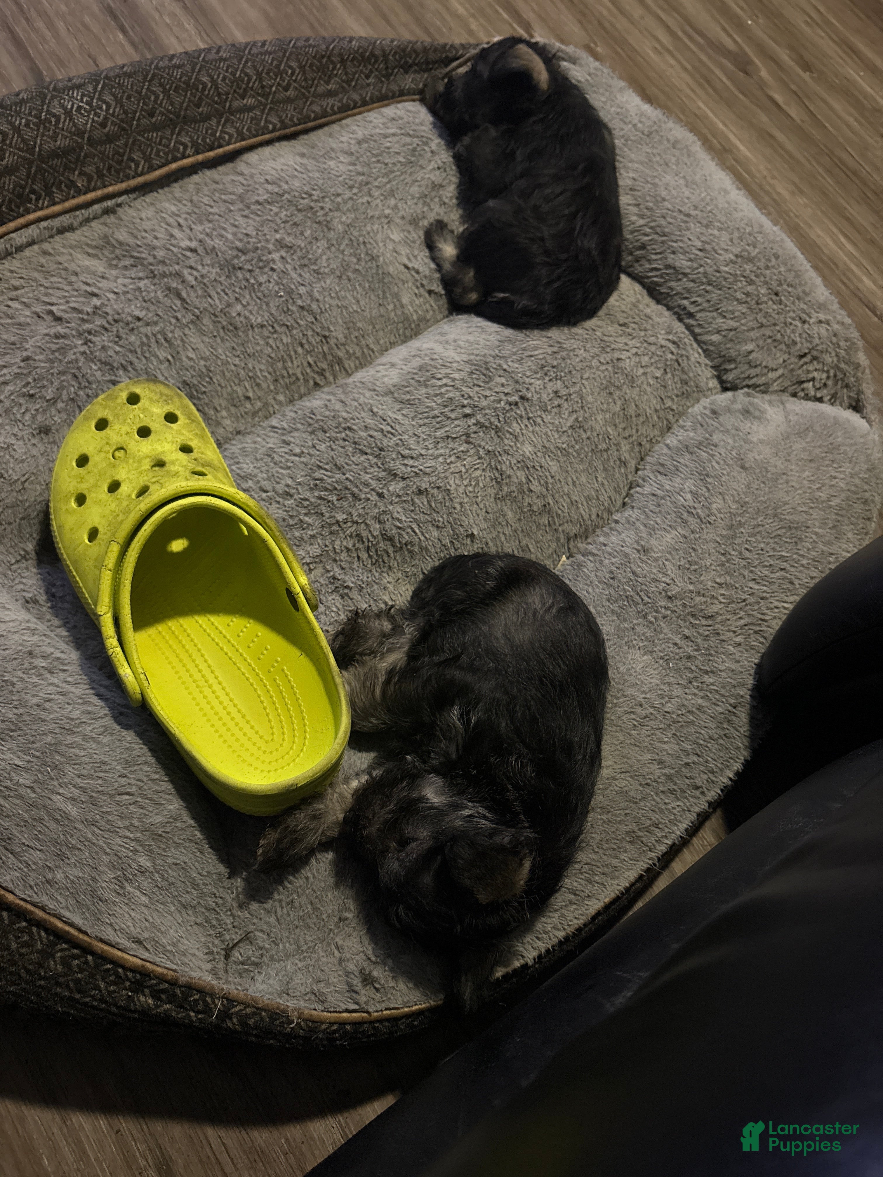 Miniature Schnauzer dogs for sale: Miniature Schnauzer Puppy 1 - Ad 2