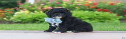 Mini Goldendoodle dogs for sale: Mason  - Ad 6