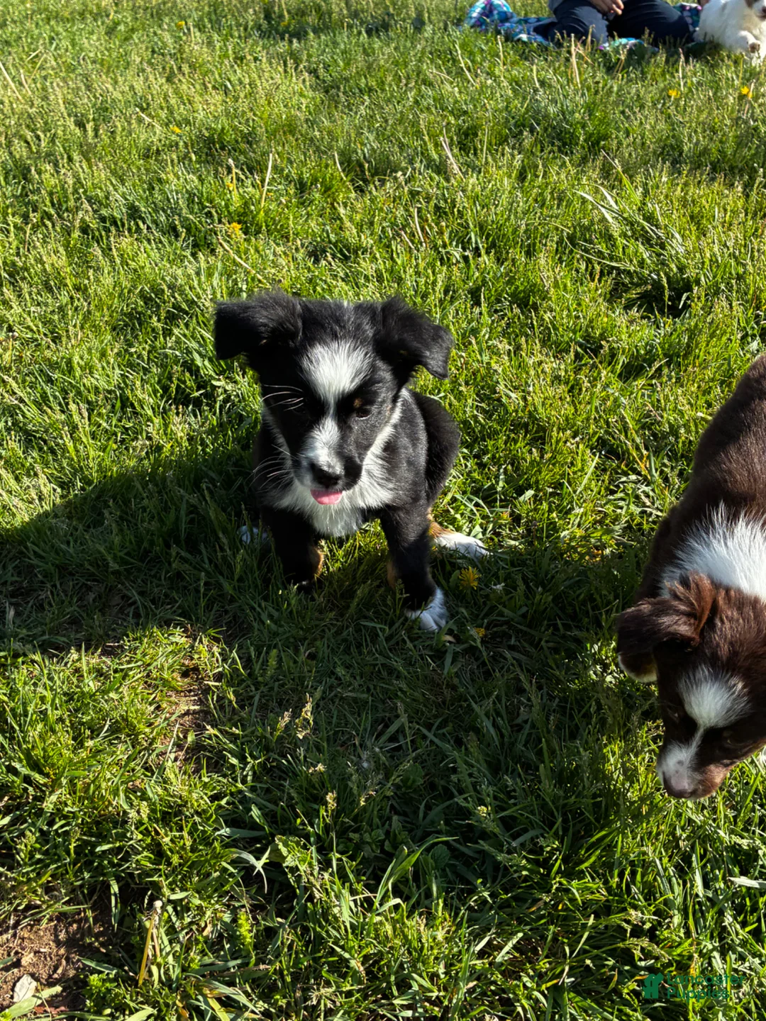 Mixed Breed dogs for sale: Mixed Breed Puppy 1 - Ad 3