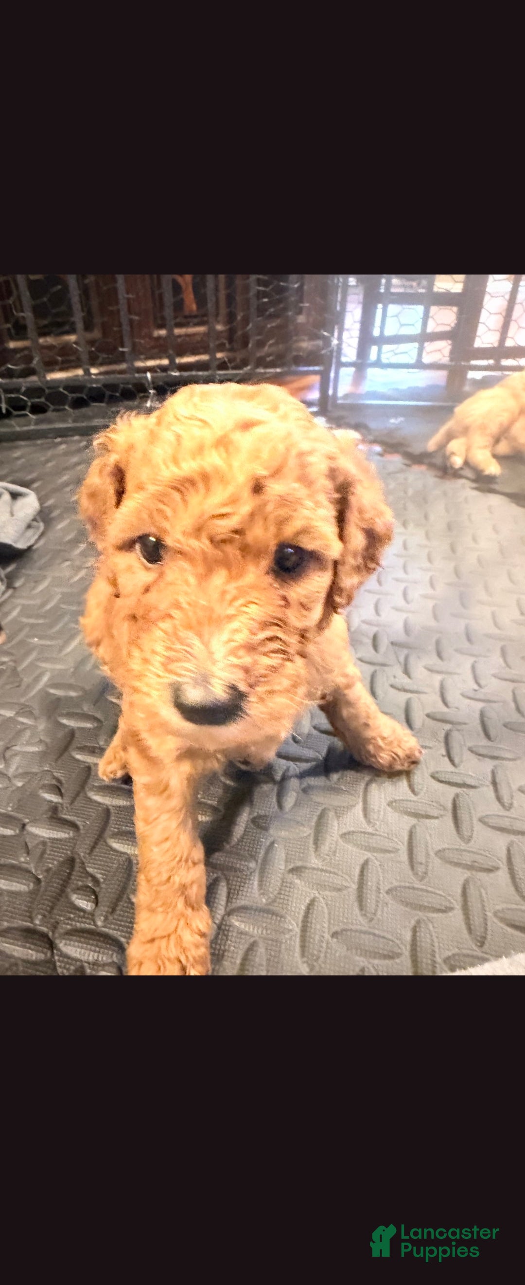 Goldendoodle dogs Goldendoodle 4 - Ad 31