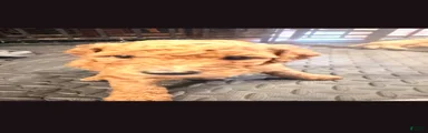 Goldendoodle 4