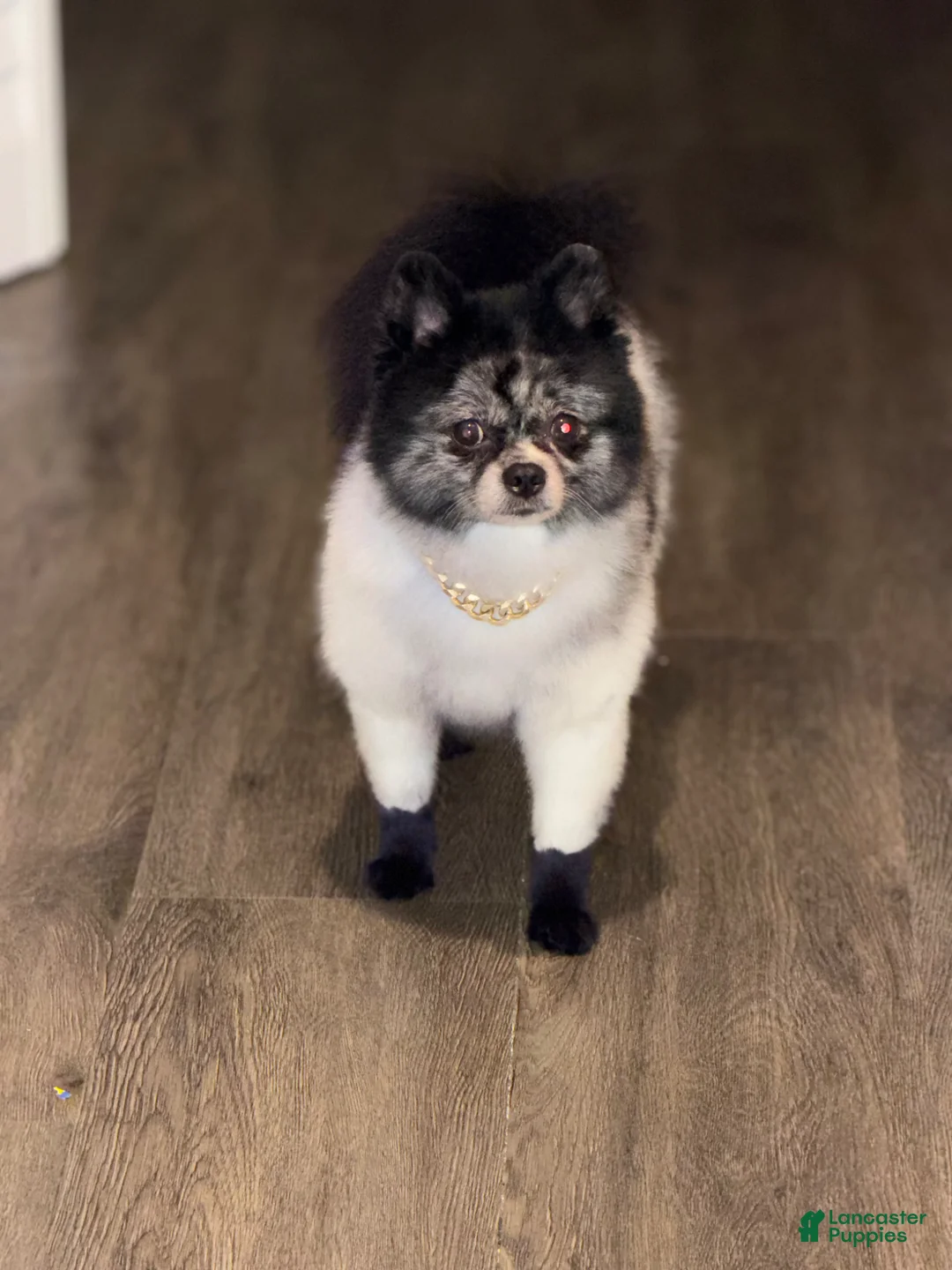 Pomeranian dogs for stud: Male Pomeranian available for stud service - Ad 2