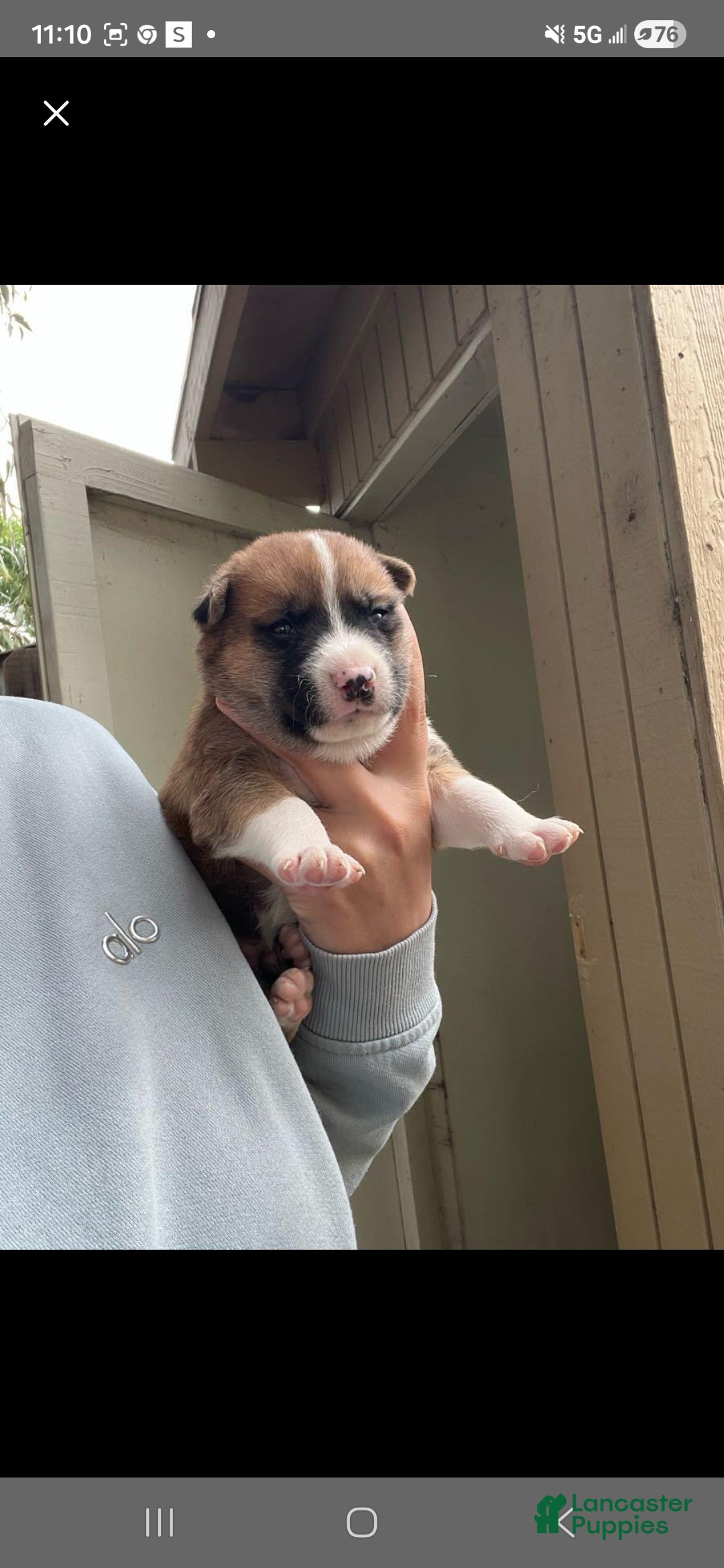 Goberian dogs Siberian husky/ golden retriever Puppy 5 - Ad 22