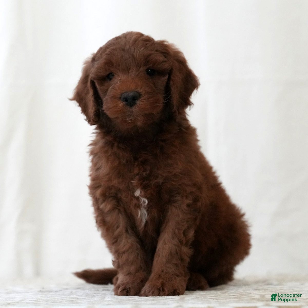 Mini Goldendoodle dogs Jase - Ad 1